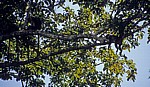 Uhehe-Rotkopf-Guerezas (Udzungwa-Stummelaffe, Procolobus gordonorum) in einem Baum - Udzungwa Mountains National Park