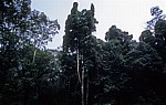 Regenwald - Udzungwa Mountains National Park