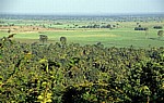 Blick über den Wald auf Palmen und Felder - Udzungwa Mountains National Park