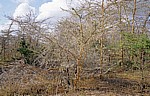 Kameldorn (Kameldornbaum, Kameldornakazie, Acacia erioloba) - Selous Wildreservat