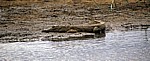 Nilkrokodile (Crocodylus niloticus) - Rufiji