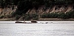 Flußpferde (Hippopotamus amphibius) vor dem Steilufer - Rufiji