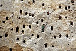 Bienenfresser (Merops apiaster) an ihrer Nestanlage (Höhlen) - Rufiji