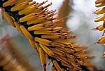 Arboretum von Trsteno: Echte Aloe (Aloe vera) - Blüte - Trsteno